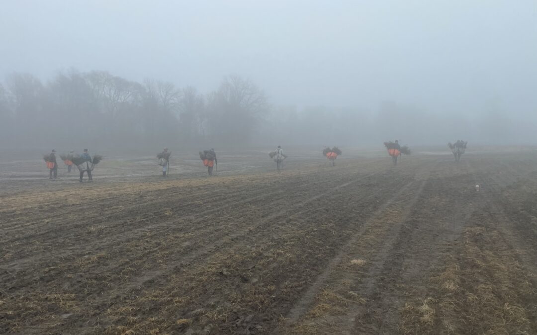 Crews plant trees at Lake Ralph Hall in January 2025