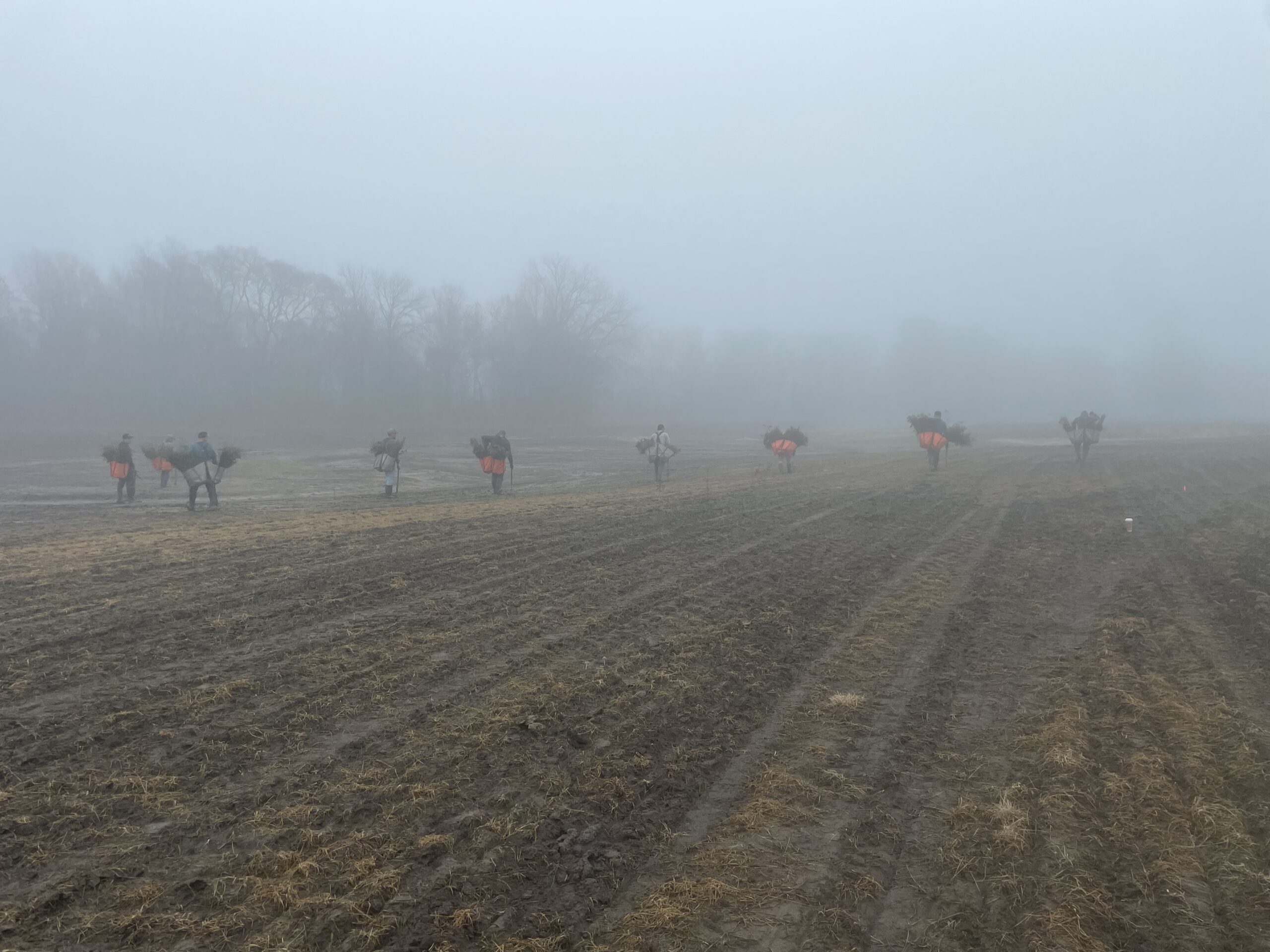 Crews plant trees at Lake Ralph Hall in January 2025